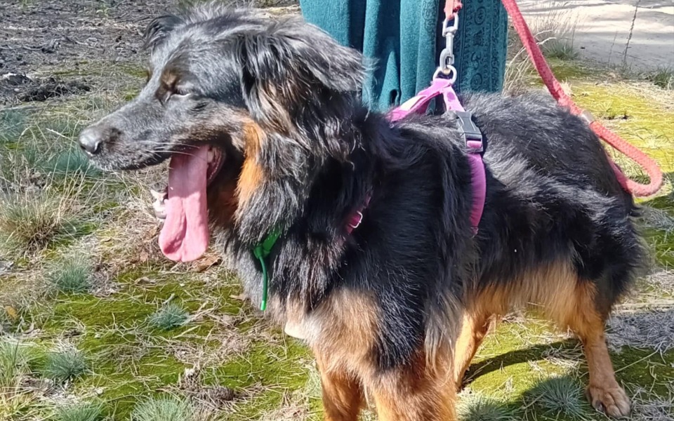 
        Pies na spacerze, z językiem na wierzchu, w lesie.
    