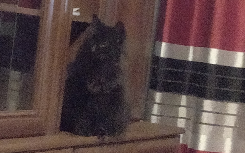 
        Zbiórka Zbiórka na karmę dla dwóch kotów - zdjęcie główne
    