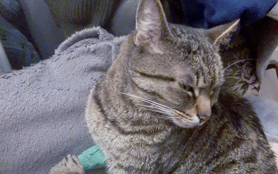 
        Zbiórka Leczenie kocurka Lolka Fifonża - zdjęcie główne
    