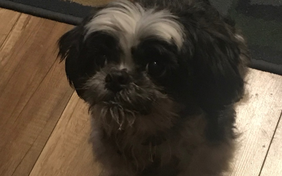 
        Mały piesek o czarno-białym futrze, patrzący w obiektyw.
    