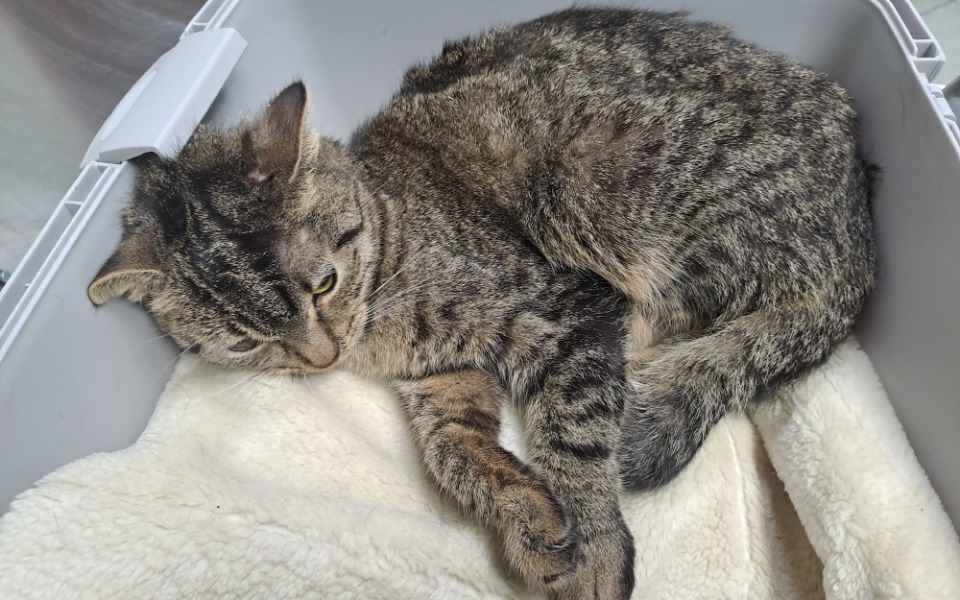 
        Zbiórka Życie kotki Chanel ma cenę. - zdjęcie główne
    