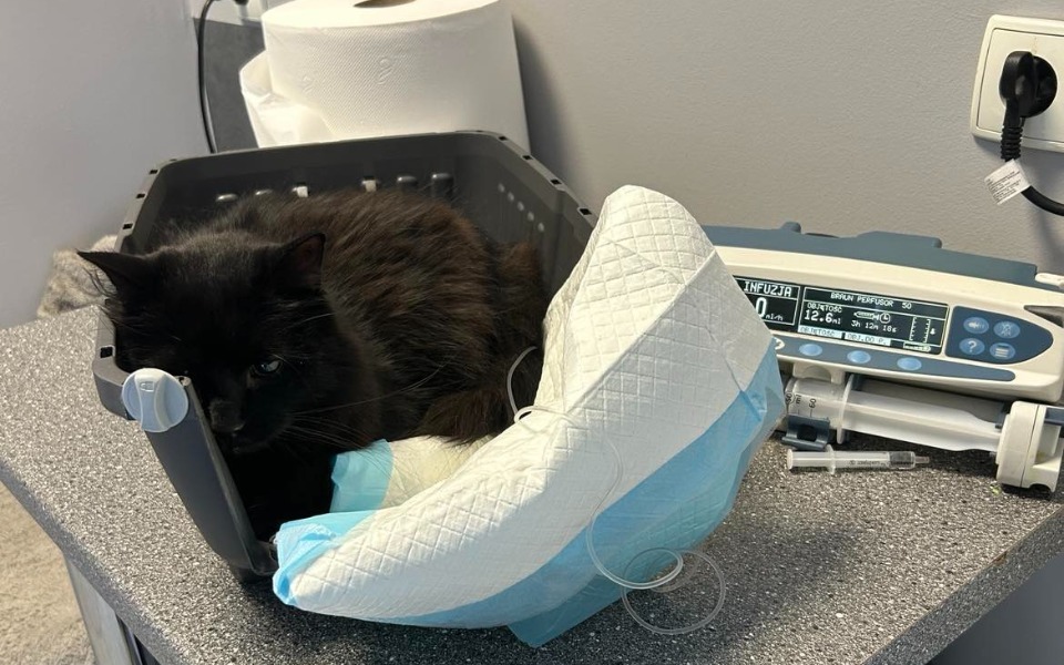 
        Zbiórka Na ratunek dla Rogera - zdjęcie główne
    