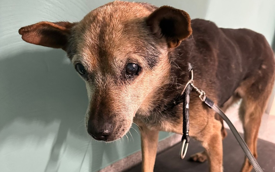 
        Zbiórka Dla seniorka Fredzia - zdjęcie główne
    