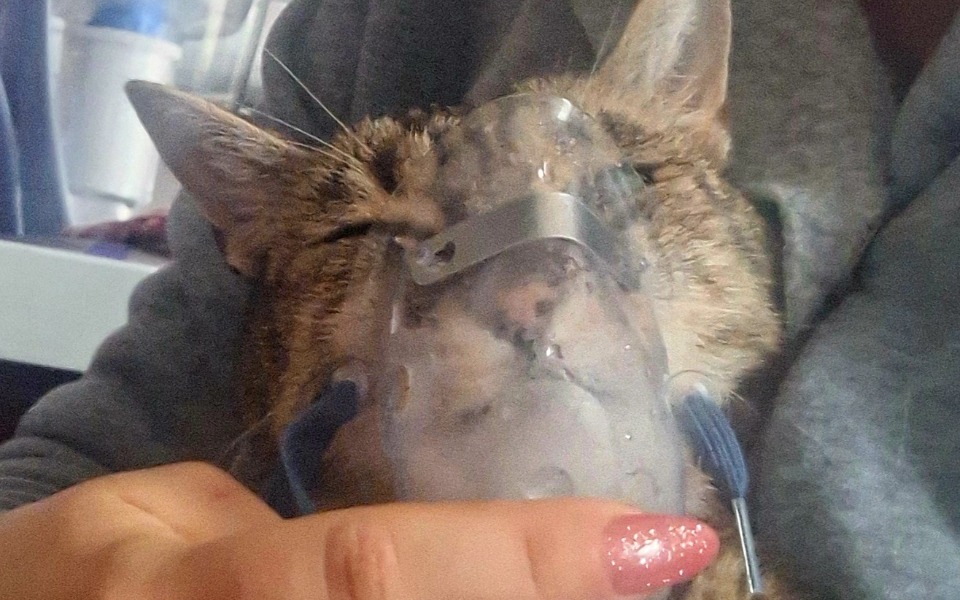 
        Zbiórka Na leczenie Suzi - zdjęcie główne
    