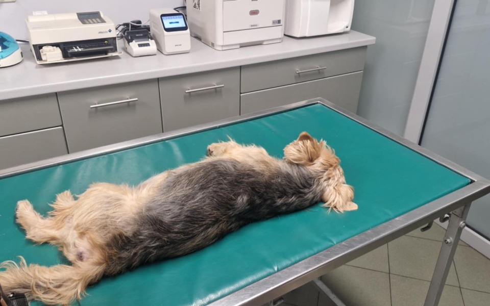 
        Zbiórka Operacja i rehabilitacja Majla - zdjęcie główne
    