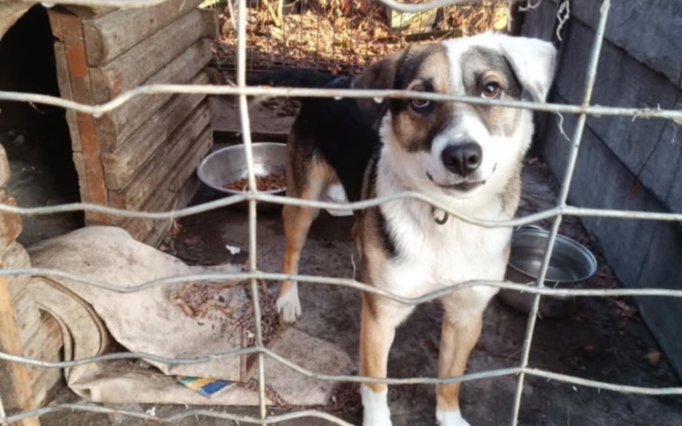 
        Zbiórka Transport psa na dom tymczasowy - zdjęcie główne
    