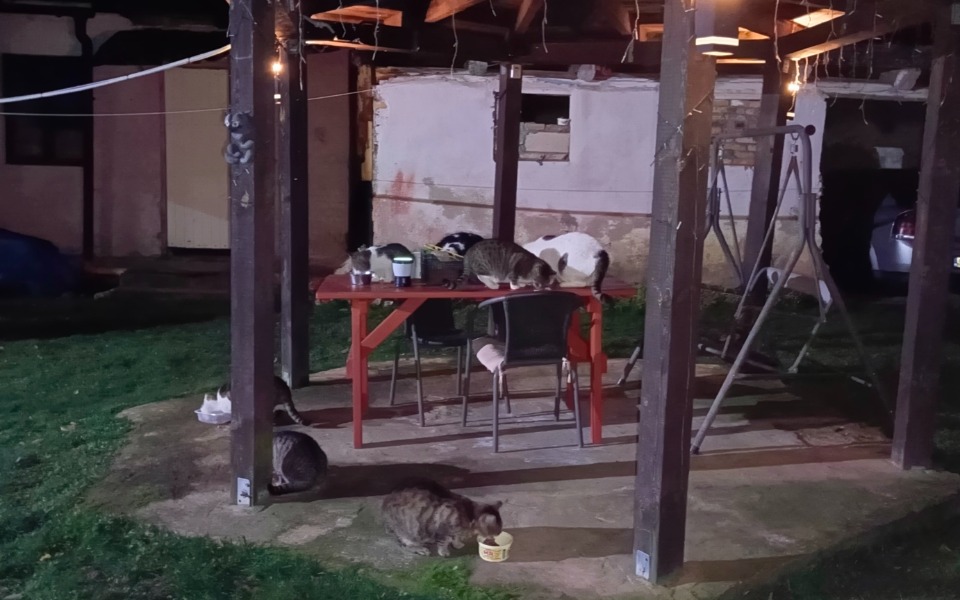 
        Zbiórka Karma dla kotów z dworu - zdjęcie główne
    