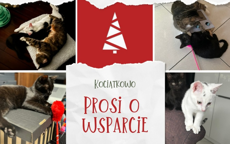 
        Zbiórka Prosimy o pomoc dla Kociątkowa - zdjęcie główne
    