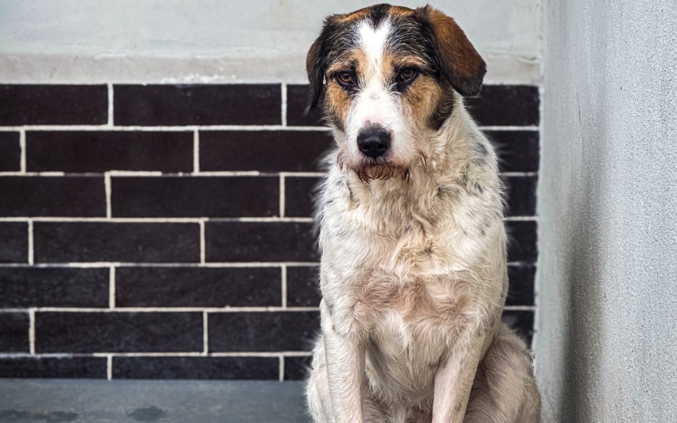 
        Zbiórka Świąteczna zbiórka 2024 - zdjęcie główne
    