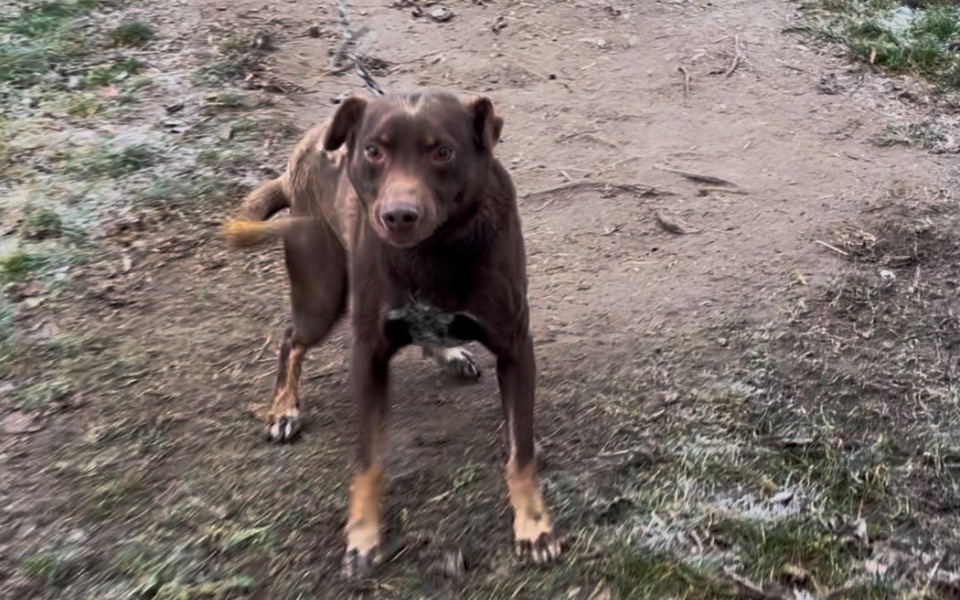 
        Zbiórka Nowe życie dla Rudolfa - zdjęcie główne
    