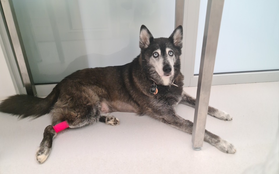 
        Zbiórka Pomoc w spłacie leczenia Piccola - zdjęcie główne
    