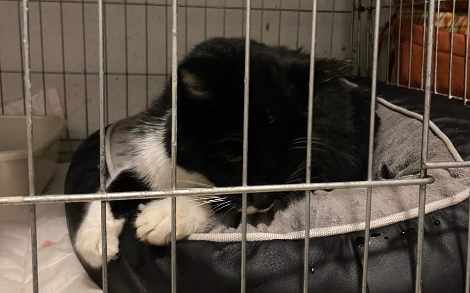 
        Zbiórka Wsparcie mosińskich bezdomniakow - zdjęcie główne
    