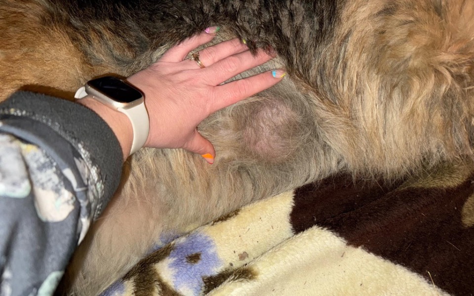 
        Zbiórka Suka z wielkimi guzami - zdjęcie główne
    