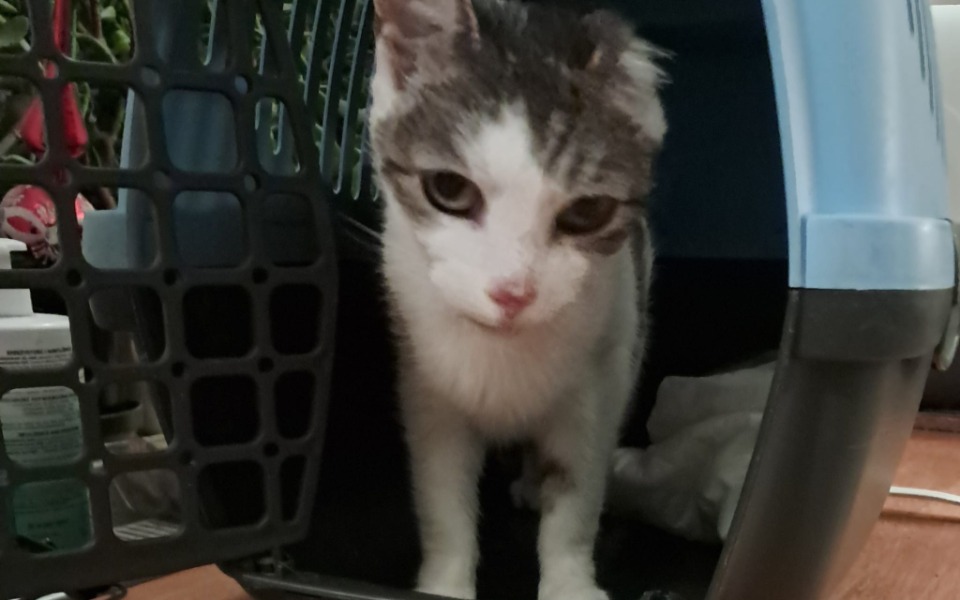 
        Zbiórka Bez operacji czeka mn śmierć . - zdjęcie główne
    