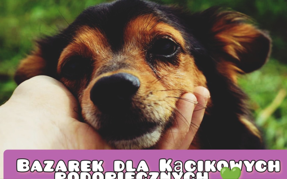 
        Pies z przyjaznym wyrazem twarzy, trzymany w dłoni.
    