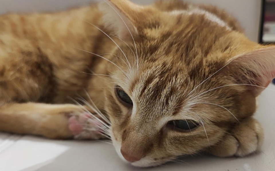 
        Zbiórka Diagnostyka małego kotka - zdjęcie główne
    