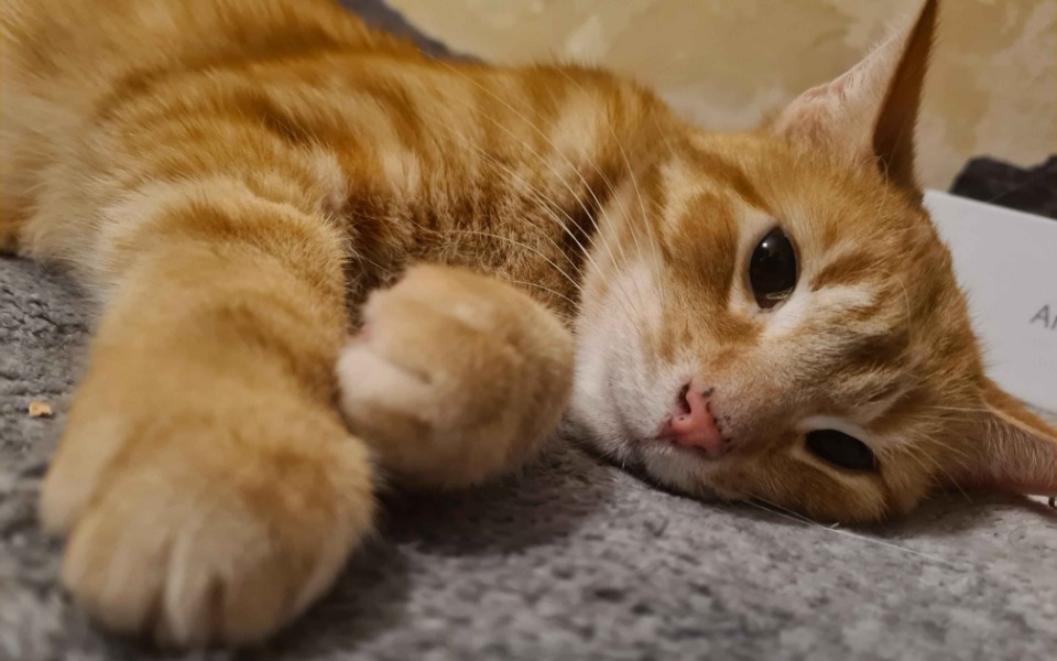 
        Zbiórka Walka z FIP Jonesa - zdjęcie główne
    