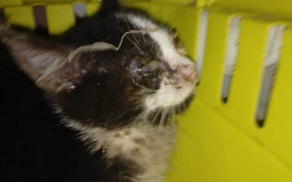 
        Kot z uszkodzoną głową, wyglądający na zmartwionego.
    