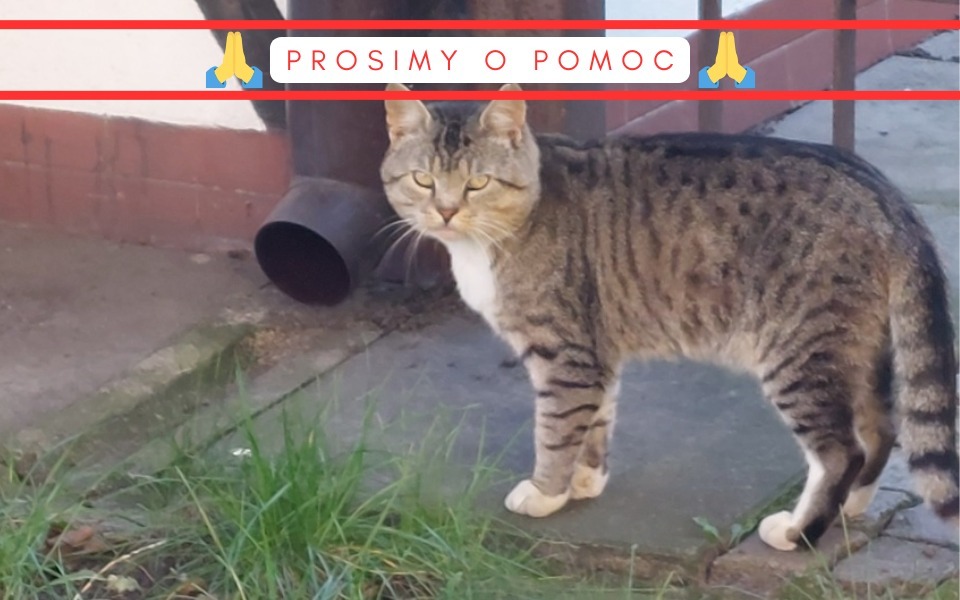 
        Zbiórka Pomocna Dłoń dla Kotów z Osiedla - zdjęcie główne
    