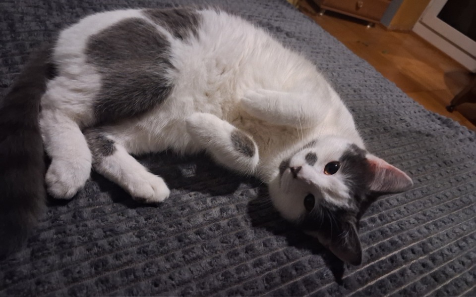 
        Zbiórka Kastracja kotki Frani - zdjęcie główne
    