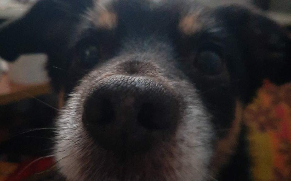 
        Zbiórka Psia dyskopatia, rezonans - zdjęcie główne
    