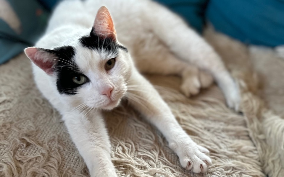 
        Zbiórka Koci Spokój OlszynkoweMruczki - zdjęcie główne
    