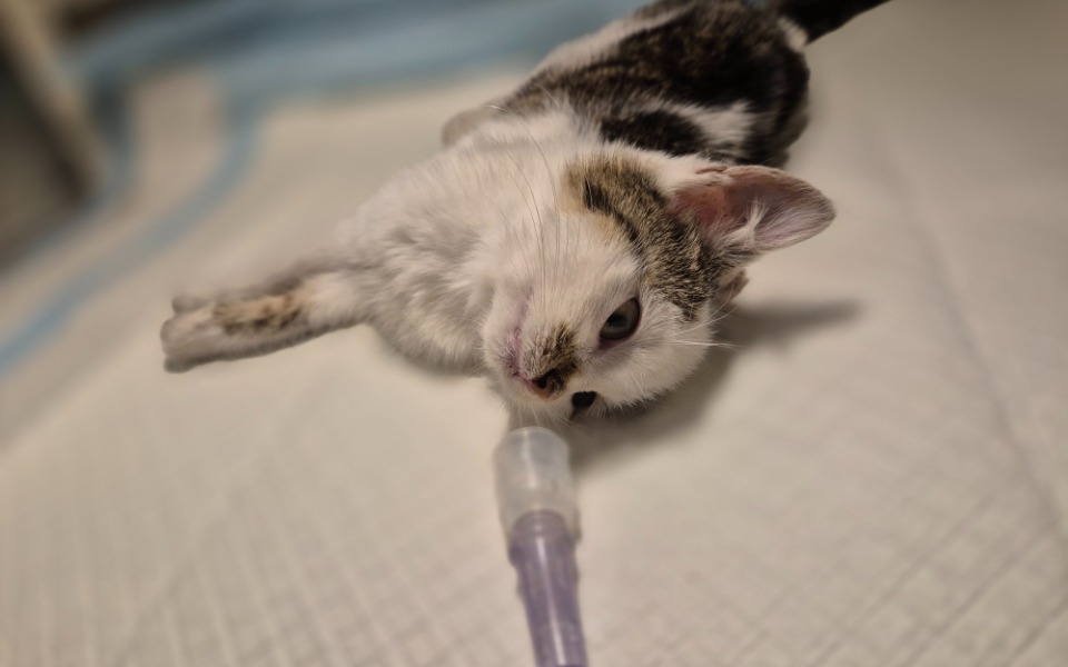 Zbiórka Kociaku w tragicznym stanie, ŻYJ - zdjęcie główne