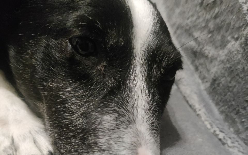 
        Zbiórka Na operację zębów u pieska - zdjęcie główne
    