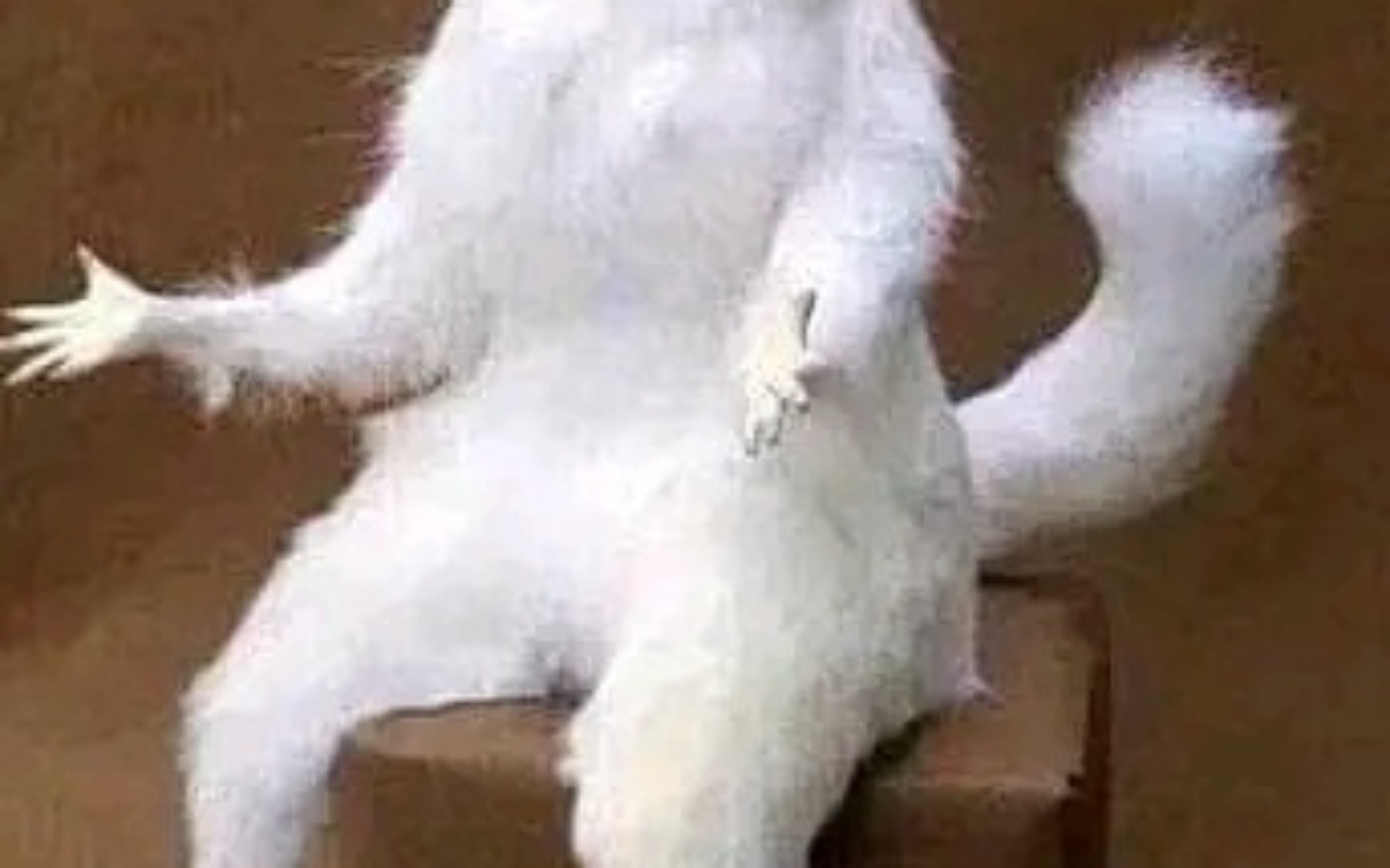 
        Zabawny stwór przypominający kota, siedzący na pudełku.
    