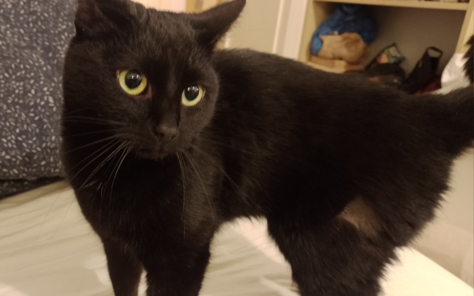 
        Zbiórka Wszystkie łapy na pokład - zdjęcie główne
    