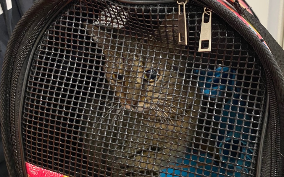 
        Zbiórka Amputacja łapki/ZAKOŃCZONE - zdjęcie główne
    