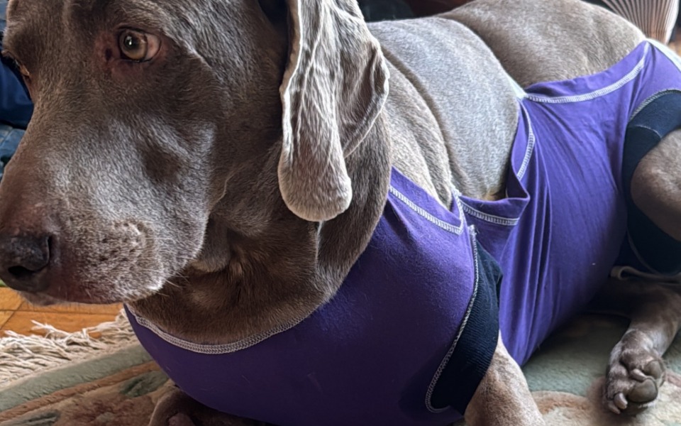 
        Pies w fioletowym ubraniu, leżący na podłodze.
    