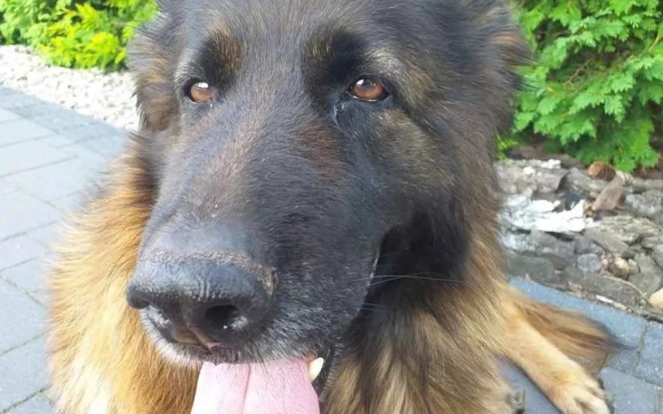 
        Zbiórka Operacja Dla Azorka - zdjęcie główne
    