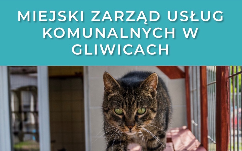 
        Zbiórka Środki czystości i karma - zdjęcie główne
    