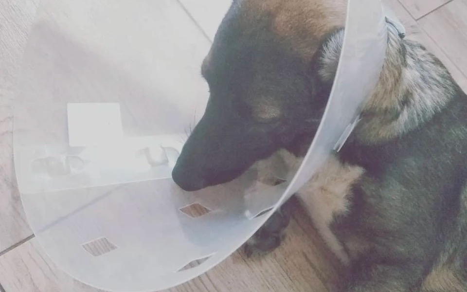 
        Zbiórka Pomóż pimpkowi - zdjęcie główne
    