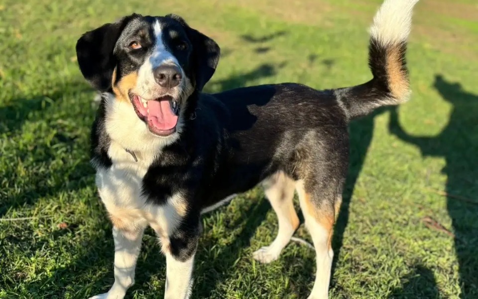 
        Pies leżący na kanapie, z otwartą paszczą.
    