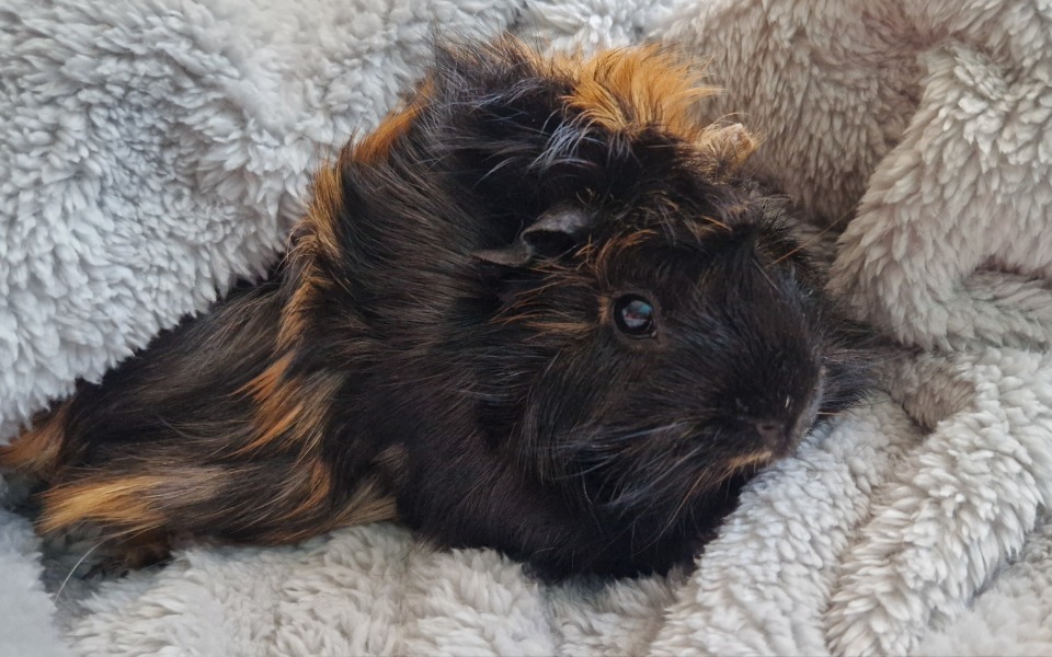 
        Zbiórka Zbiórka na operacje wycięcia guz - zdjęcie główne
    