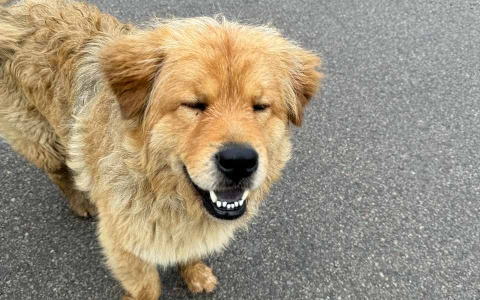 
        Zbiórka Puchacz prosi o grosik - zdjęcie główne
    