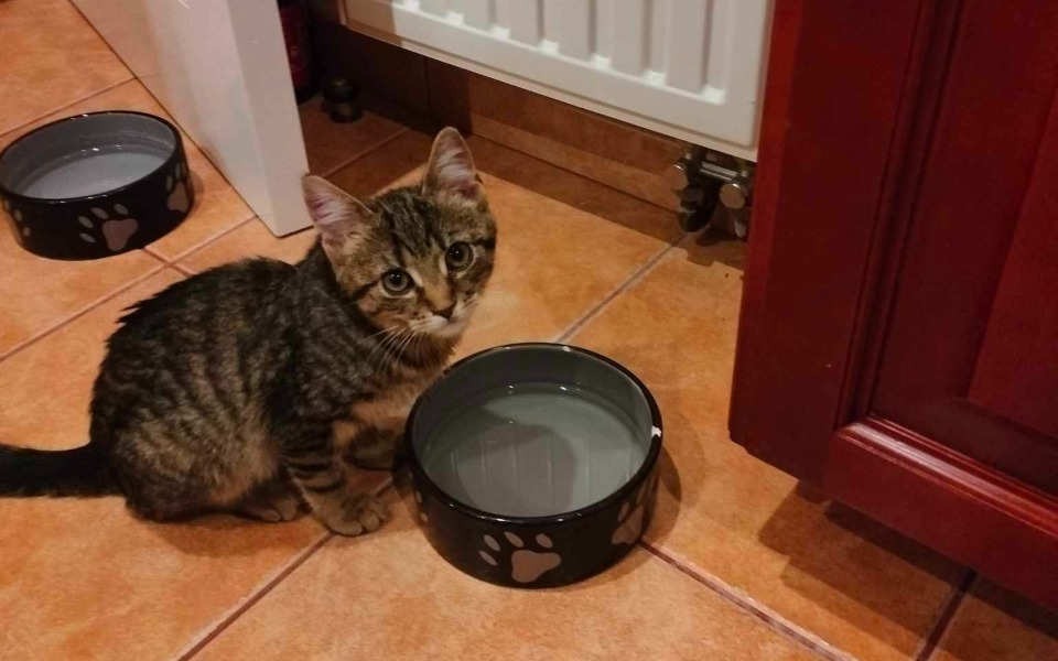 
        Kotek siedzący obok miski z wodą na podłodze.
    