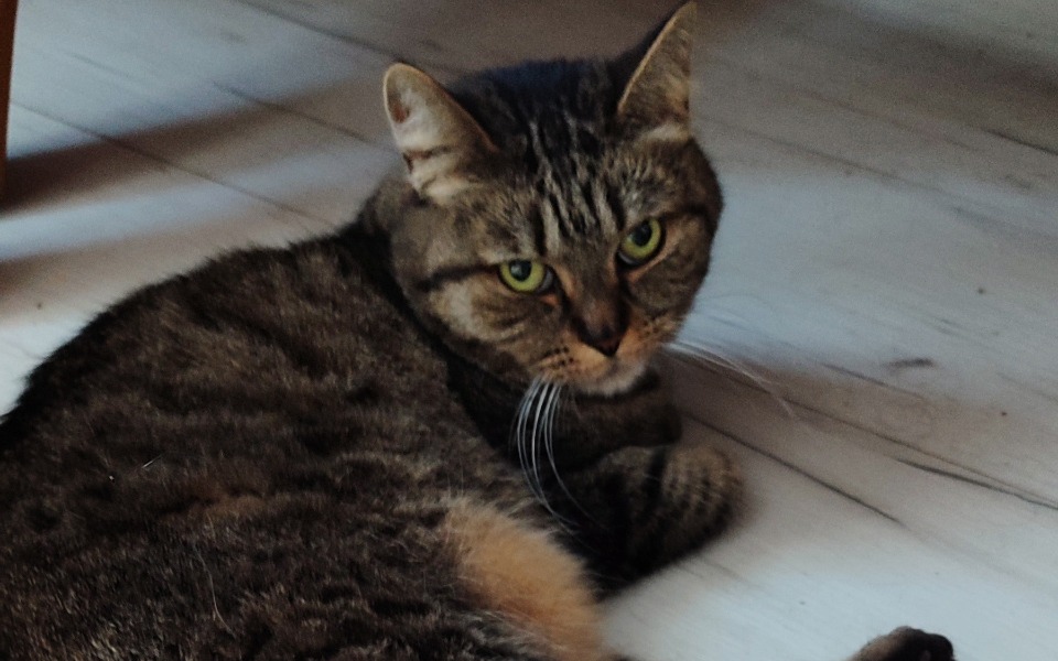 Zbiórka Leczenie Małego Przyjaciela - zdjęcie główne