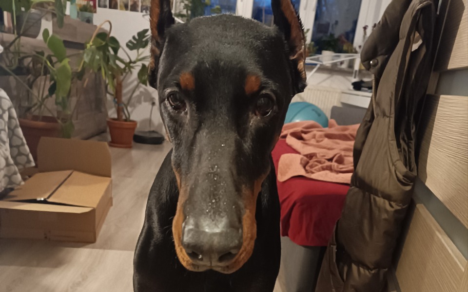 
        Czarny doberman patrzący w obiektyw aparatu.
    