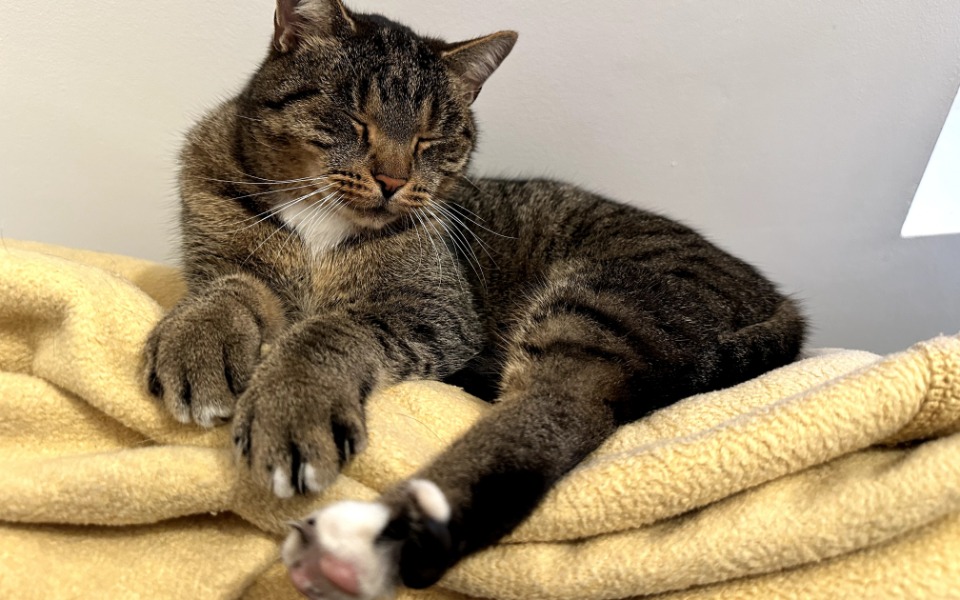 
        Zbiórka SOS dla zwierząt po wypadkach - zdjęcie główne
    