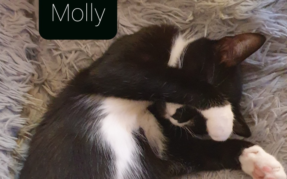 
        Kot o imieniu Molly śpi, zakrywając pyszczek łapką.
    
