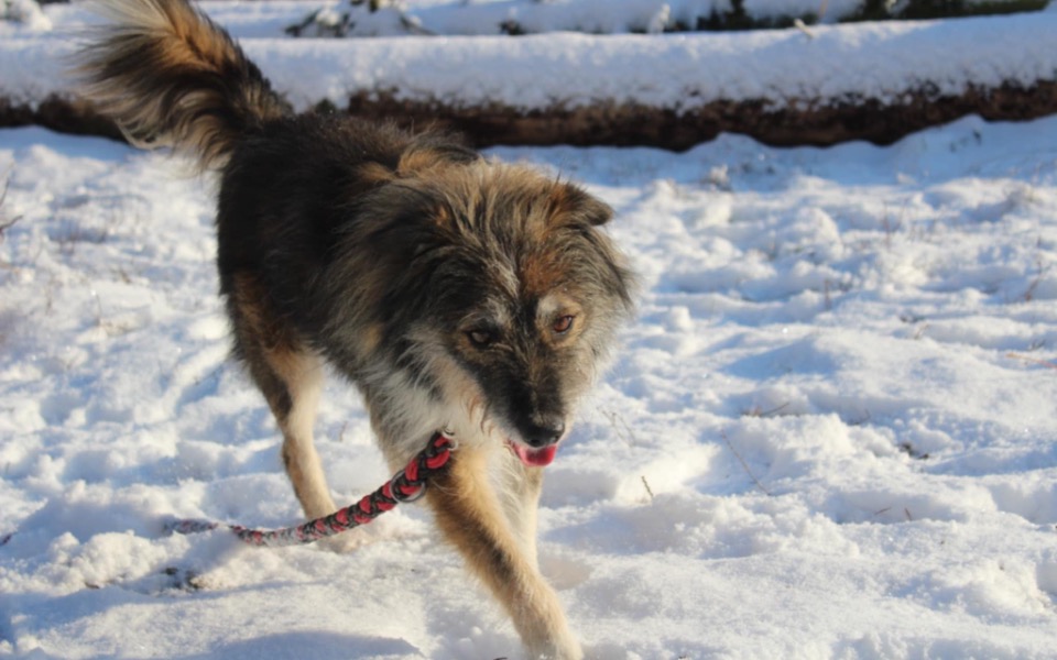 
        Pies spacerujący po śniegu, cieszący się zimową aurą.
    