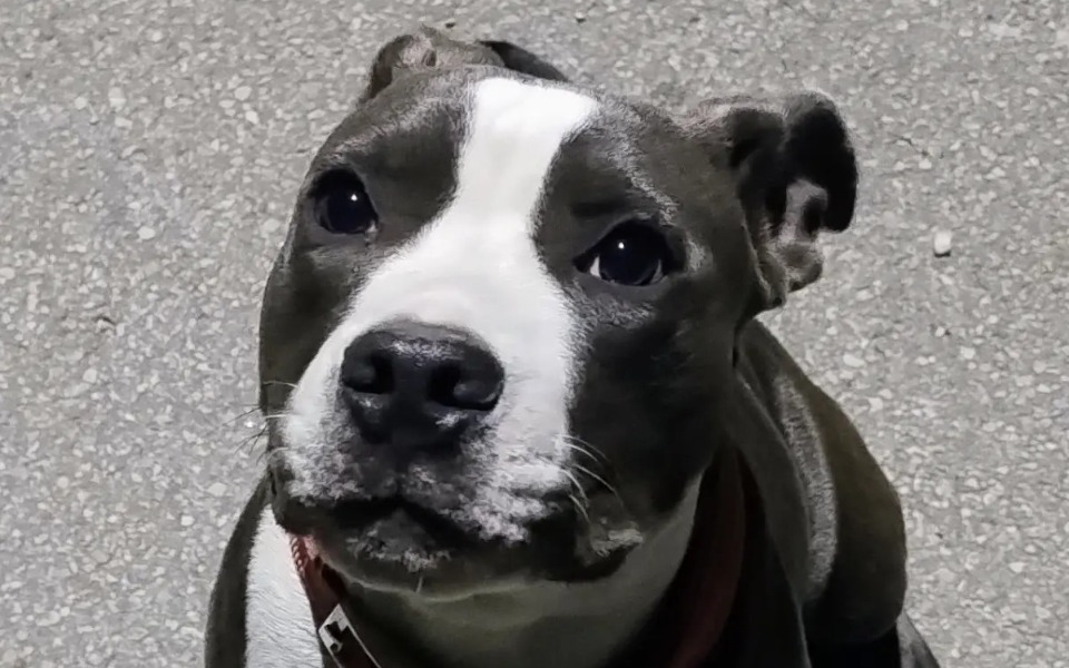 
        Zbiórka Operacja Łapki u psiny Amstaff - zdjęcie główne
    