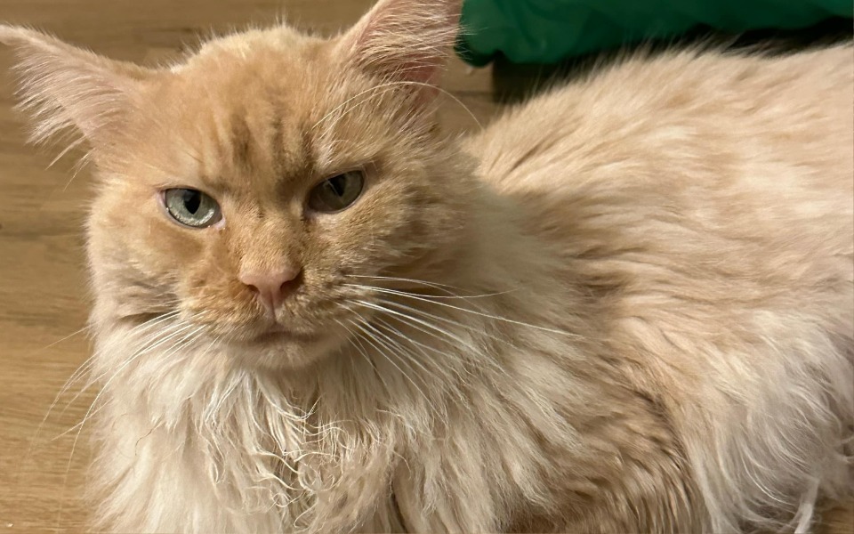 
        Rudy kot z długim futrem, wygląda na zrelaksowanego.
    