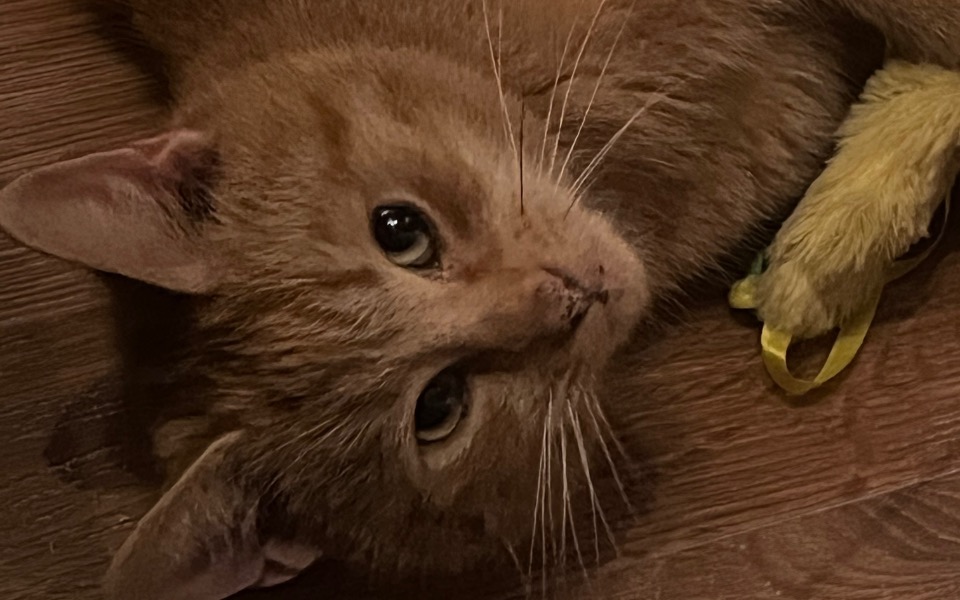 
        Kot leżący na podłodze, z zabawką w pobliżu.
    