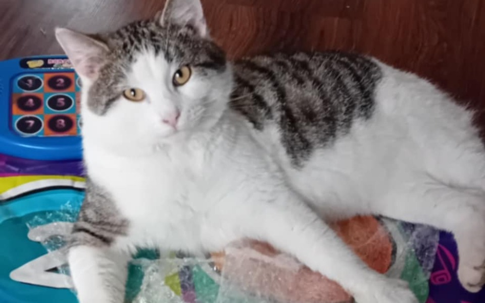 
        Zbiórka Operacja i Leczenie kotka Pedra - zdjęcie główne
    