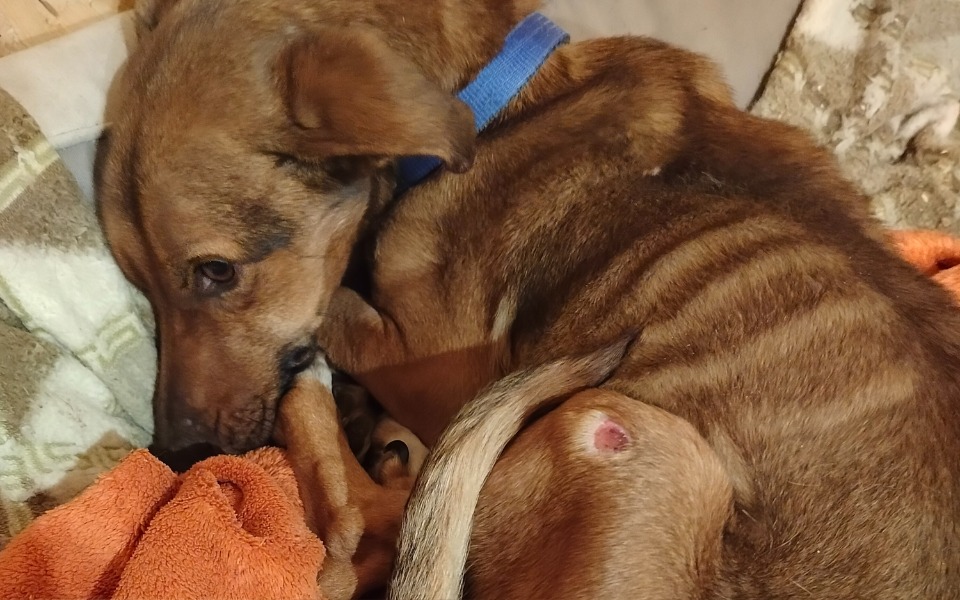 
        Pies leży na kocu, zwinięty w kłębek.
    