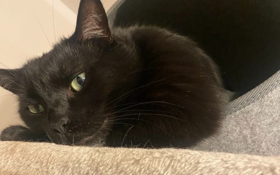 
        Czarny kot odpoczywający w przytulnym miejscu.
    